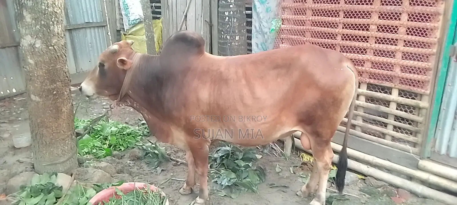 A local bull cow will be sold