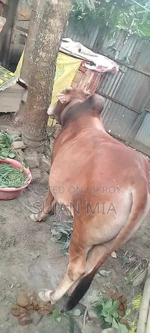 A local bull cow will be sold