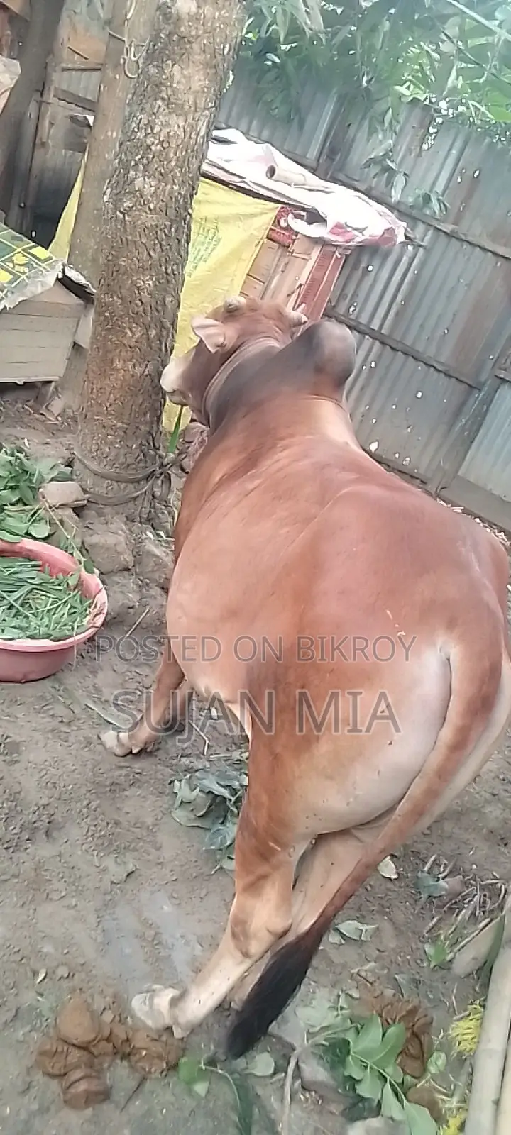 A local bull cow will be sold