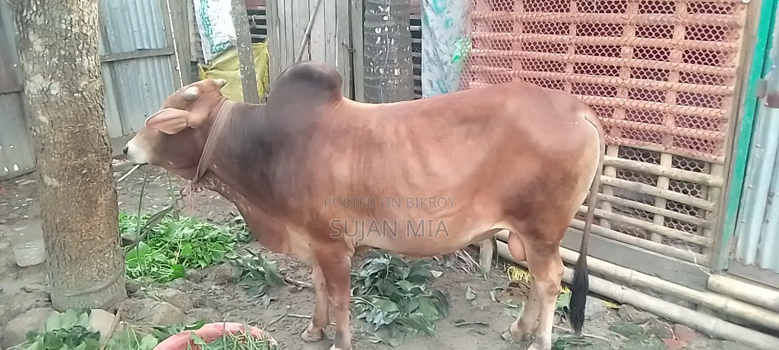 A local bull cow will be sold