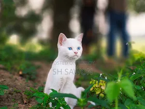 ৩-৬ মাস বয়সী পুরুষ মিক্সড ব্রিড পার্সিয়ান