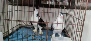 Pigeon Mirpur