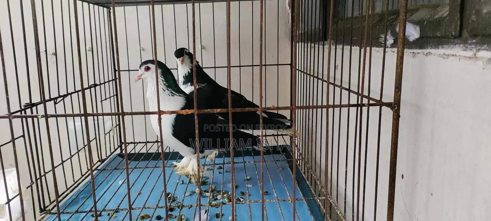 Pigeon Mirpur
