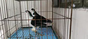 Pigeon Mirpur