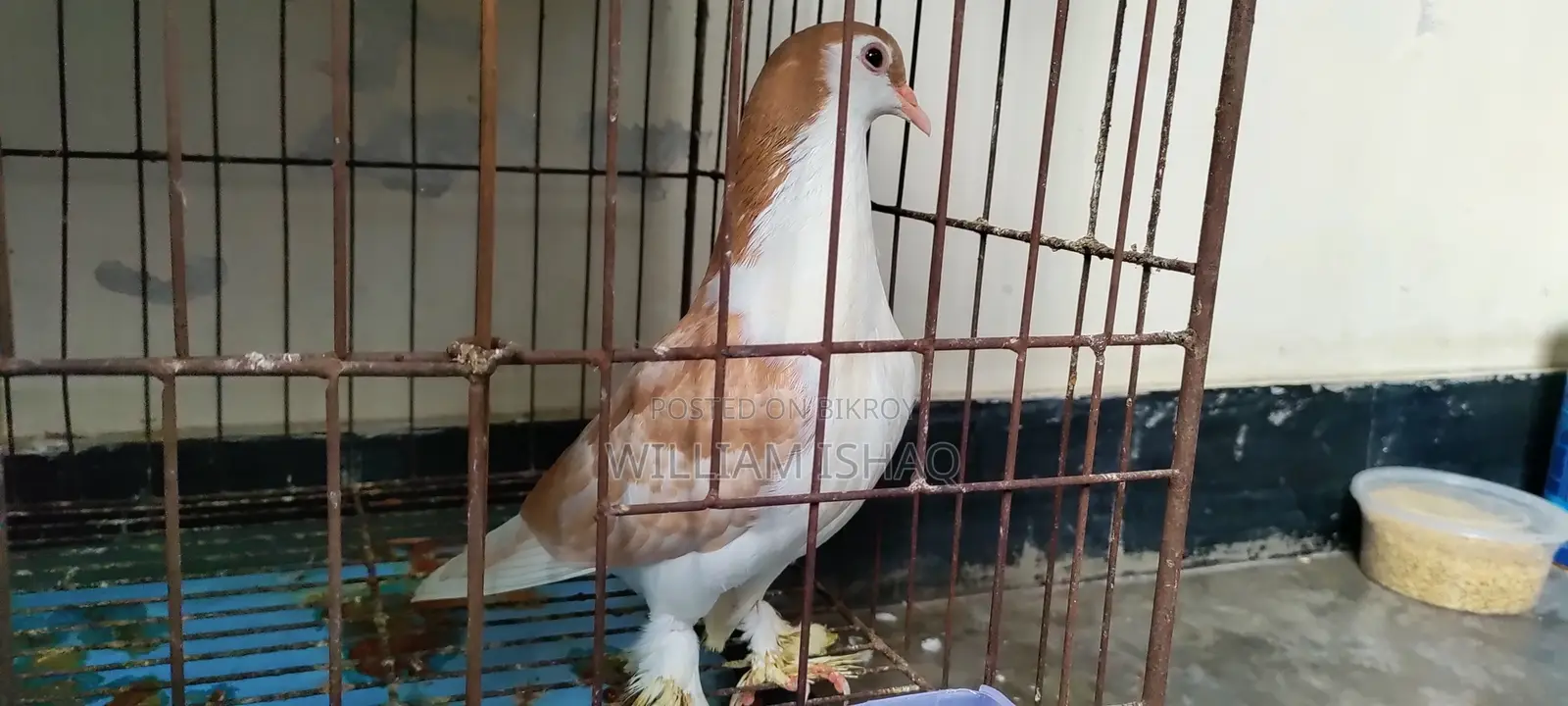Pigeon Mirpur
