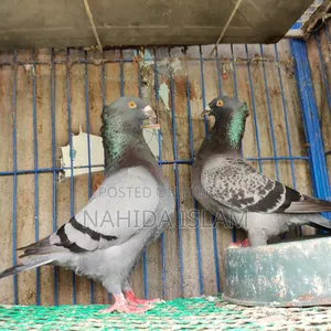 ক্রেসটেড জায়ান্ট হোমা রানিং পেয়ার (রেয়ার ব্রিড)