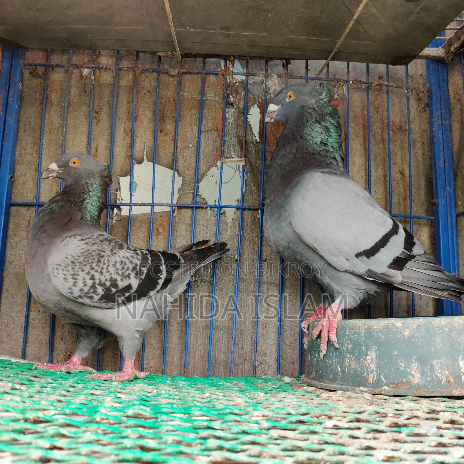Crested Giant Homing Running Pair (Rare Breed)