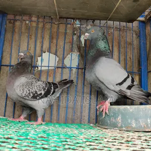Crested Giant Homing Running Pair (Rare Breed)