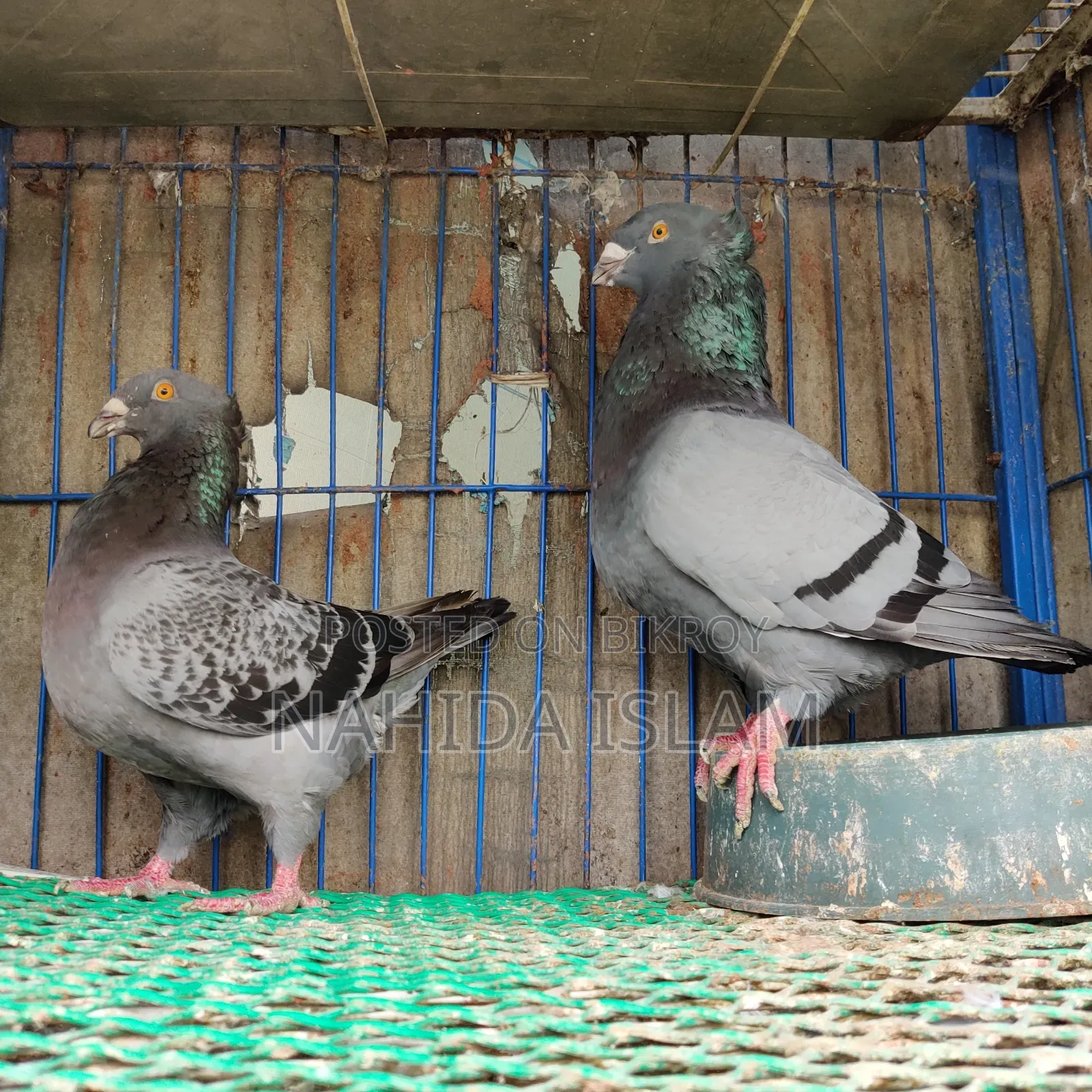 Crested Giant Homing Running Pair (Rare Breed)