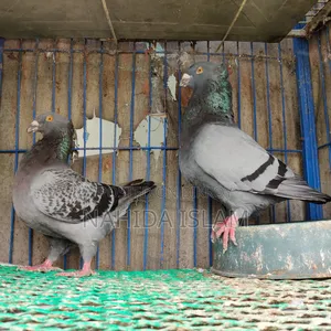 Crested Giant Homing Running Pair (Rare Breed)