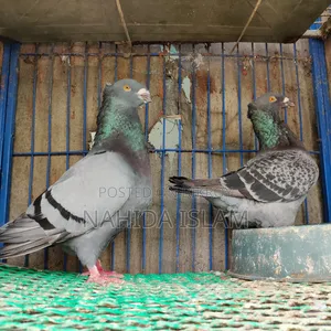 Crested Giant Homing Running Pair (Rare Breed)