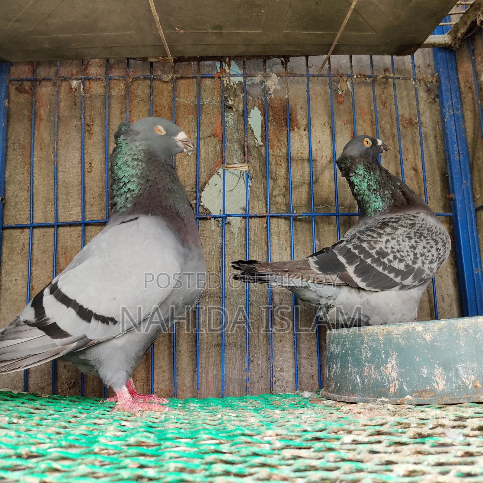 Crested Giant Homing Running Pair (Rare Breed)
