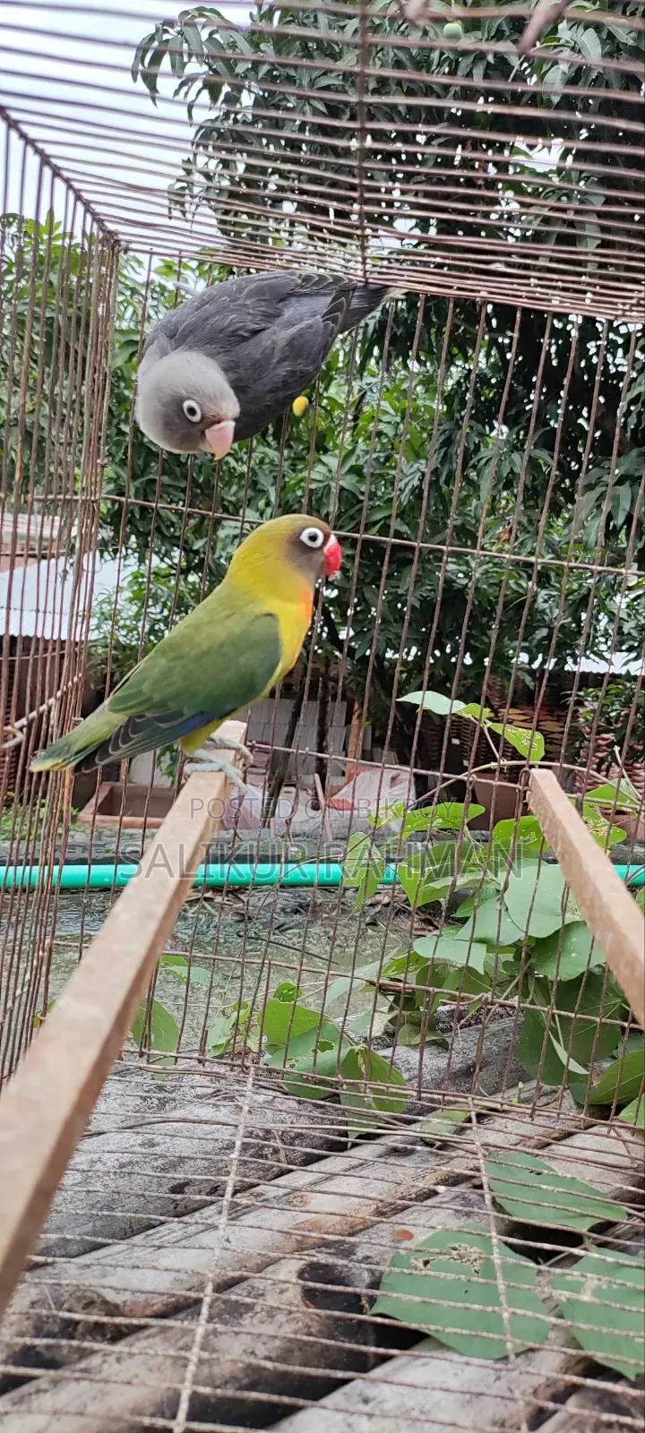 Love Bird