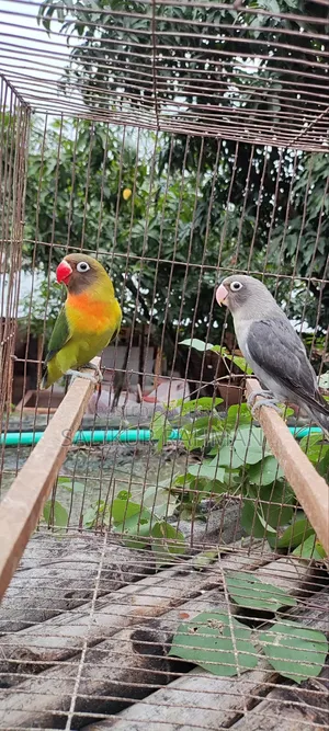 Love Bird