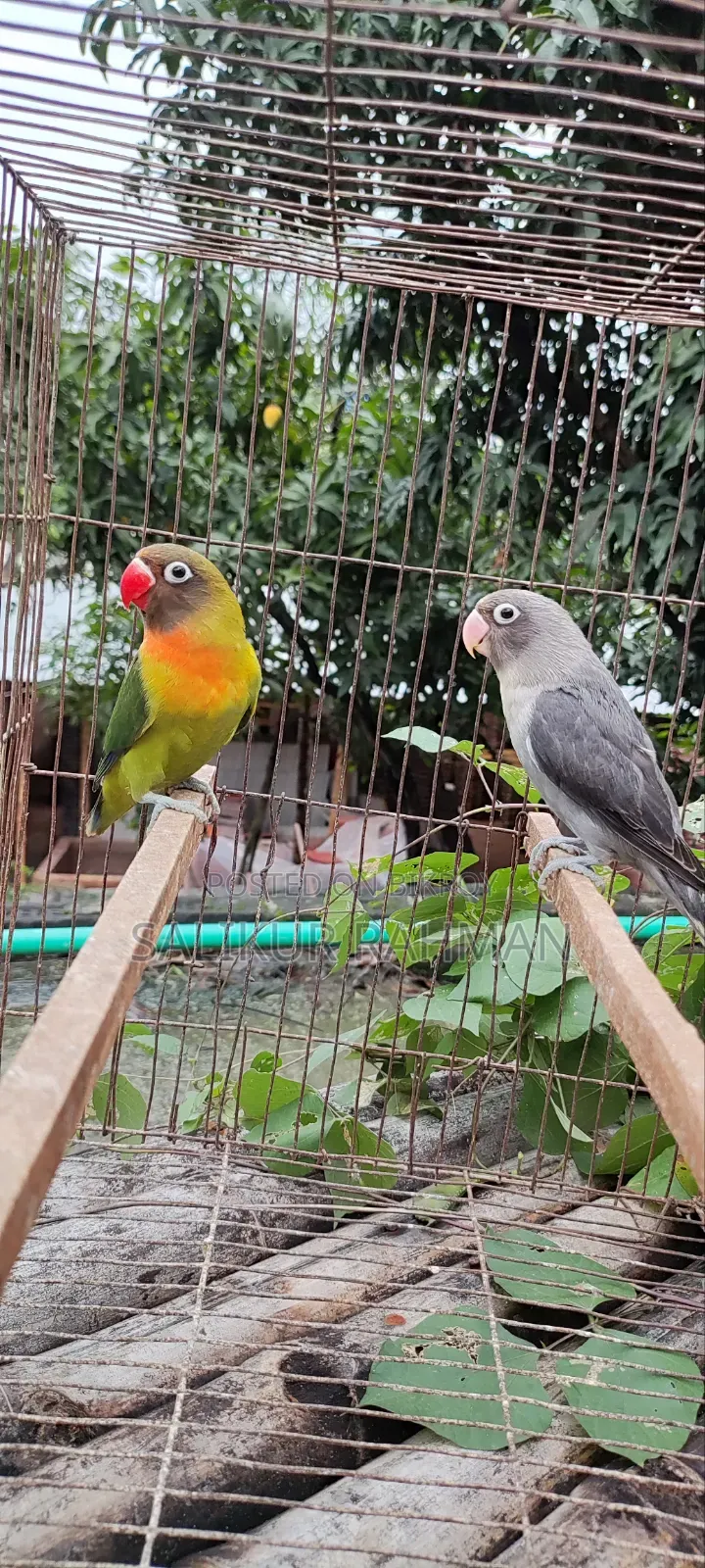 Love Bird