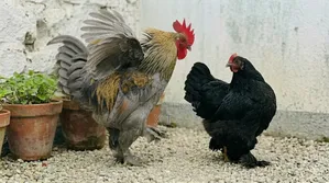 A pair of Cochin chickens to be handed over