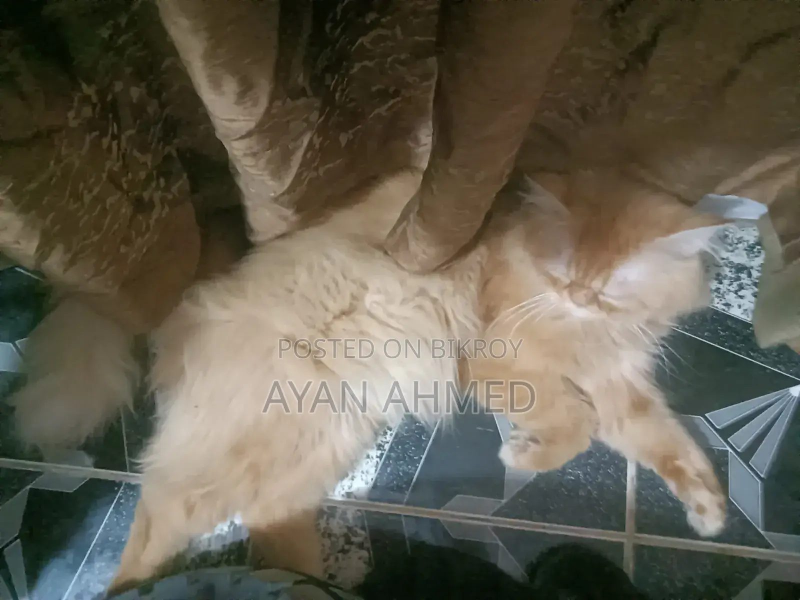 3-6 months Male Purebred Persian