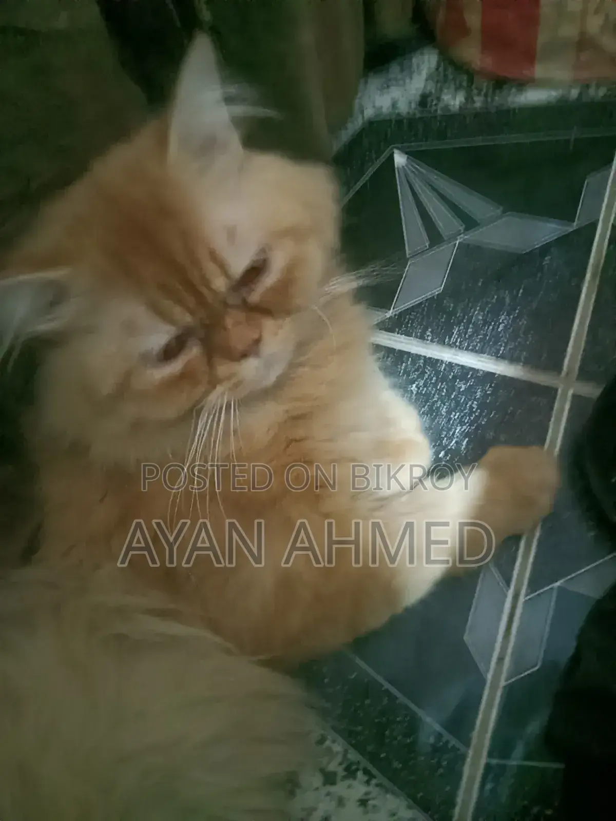 3-6 months Male Purebred Persian