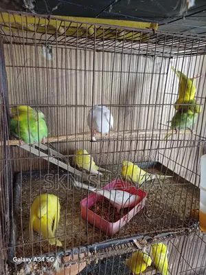 Red Eye Lutino
