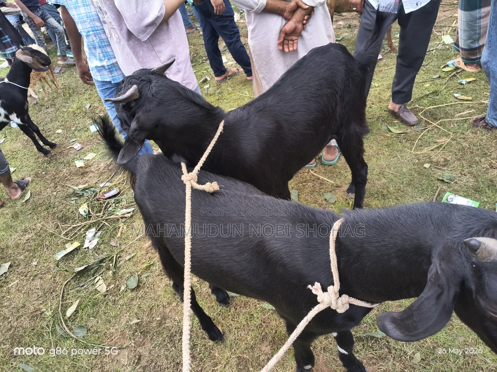 ছাগল বড় সাইজ (খাসি ২ টি)