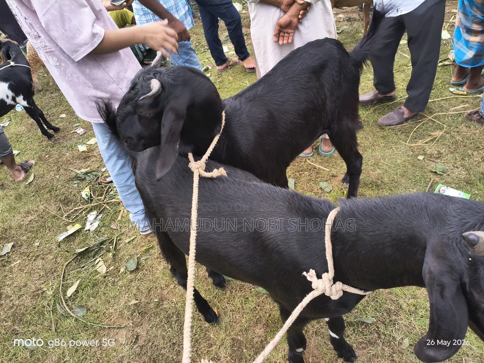 ছাগল বড় সাইজ (খাসি ২ টি)