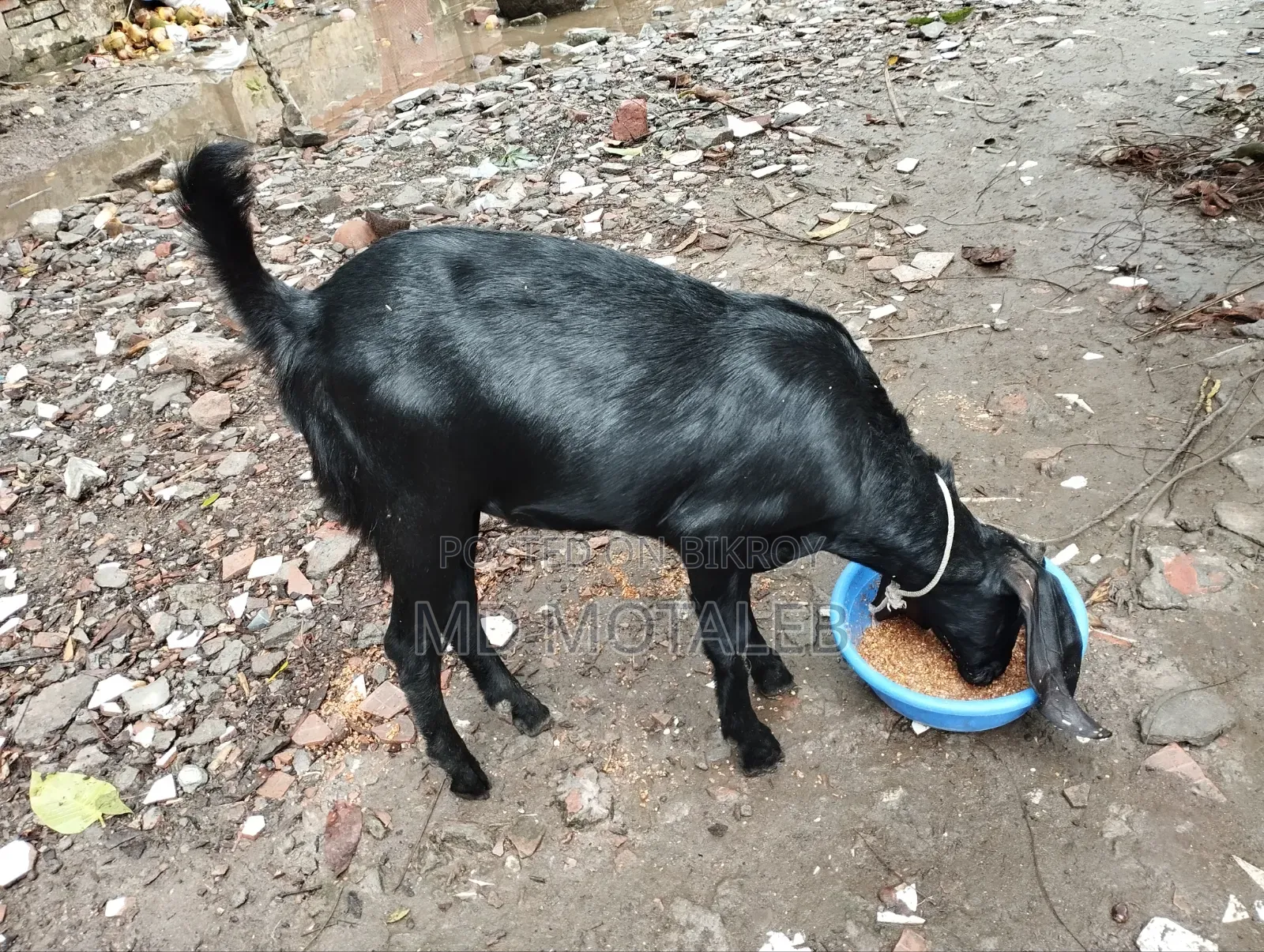 খাশি ছাগল আকিকা উপযোগি