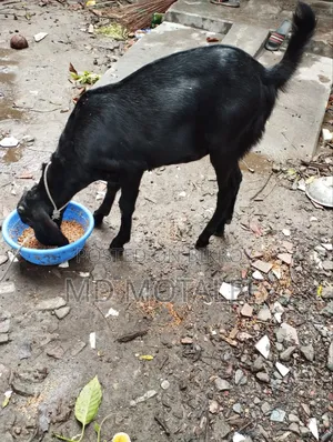 খাশি ছাগল আকিকা উপযোগি