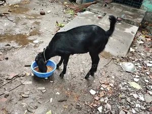 খাশি ছাগল আকিকা উপযোগি