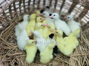 Muscovy Duck Baby চিনা হাঁস এর বাচ্চা
