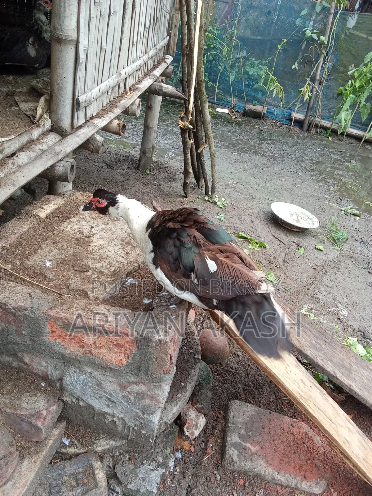 চিনা হাঁস বিক্রি করা হবে