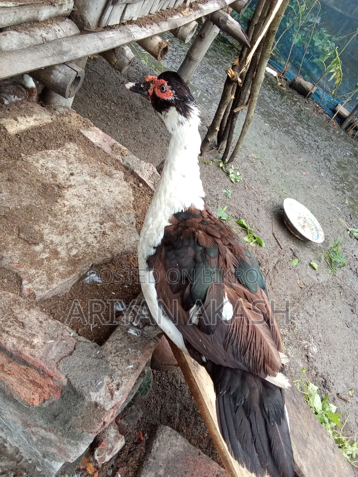 চিনা হাঁস বিক্রি করা হবে