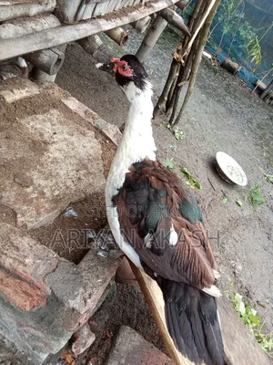 চিনা হাঁস বিক্রি করা হবে