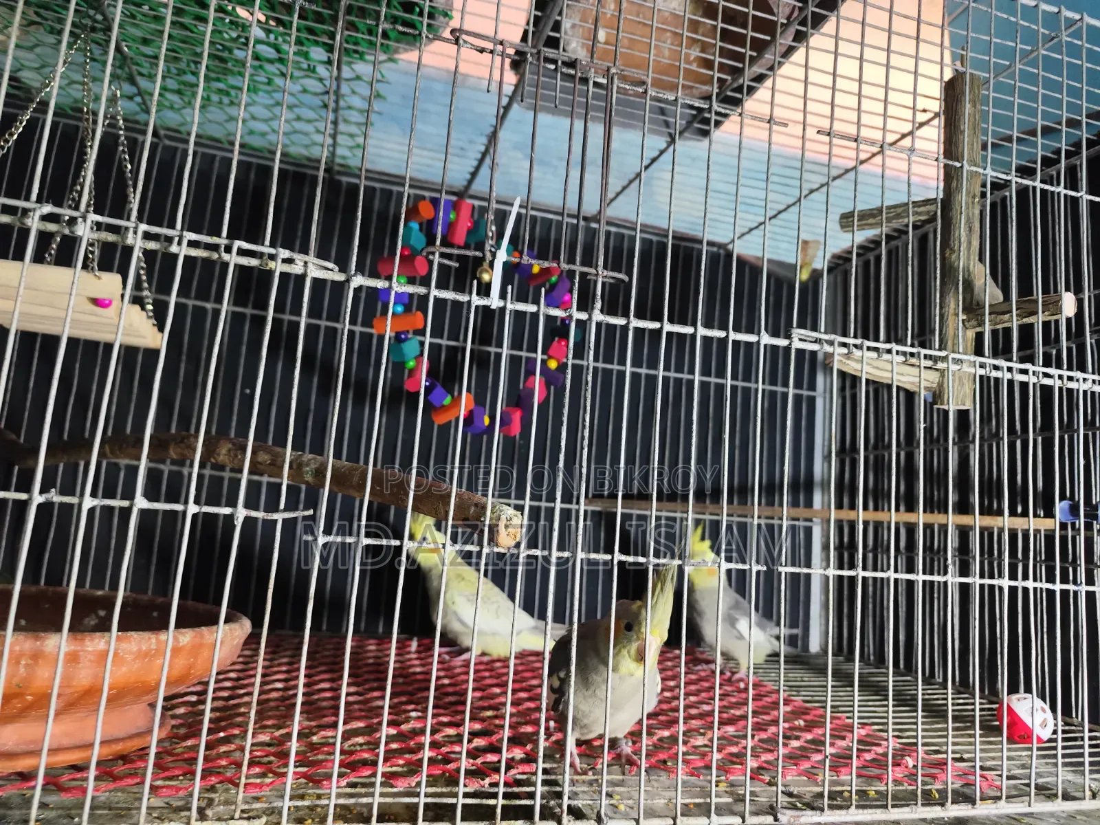3 Cockatiel birds, new adult, will be exchanged