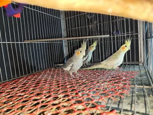 3 Cockatiel birds, new adult, will be exchanged