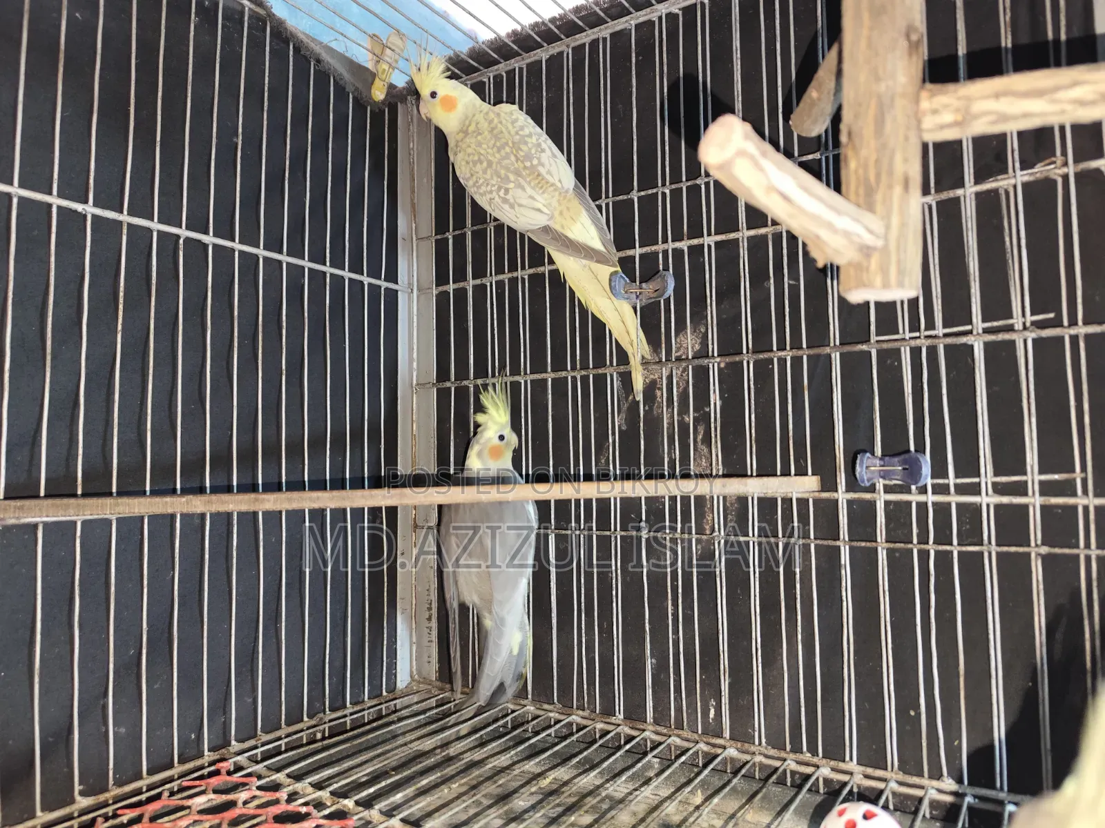 3 Cockatiel birds, new adult, will be exchanged