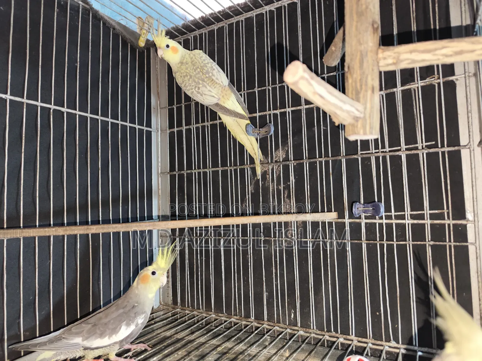 3 Cockatiel birds, new adult, will be exchanged