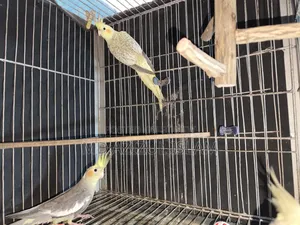 3 Cockatiel birds, new adult, will be exchanged