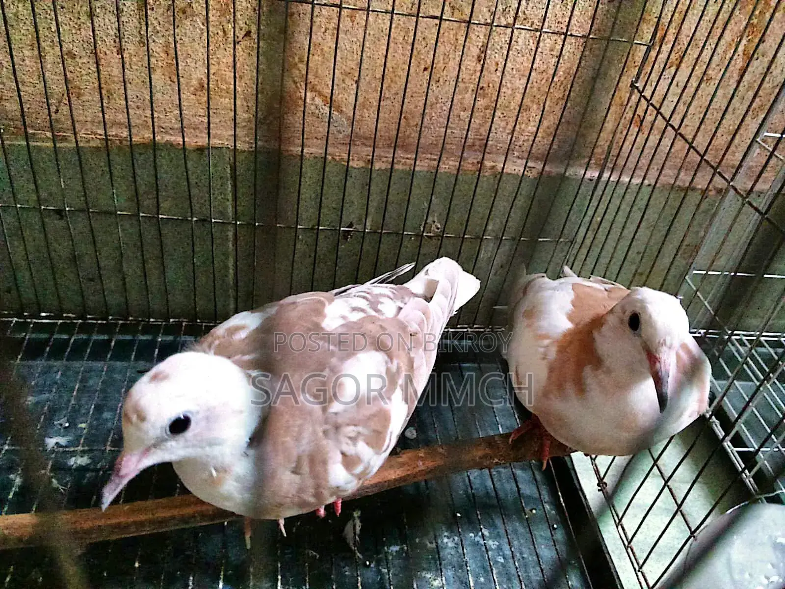 Australian Dove