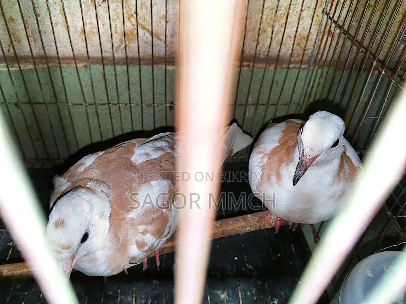 Australian Dove
