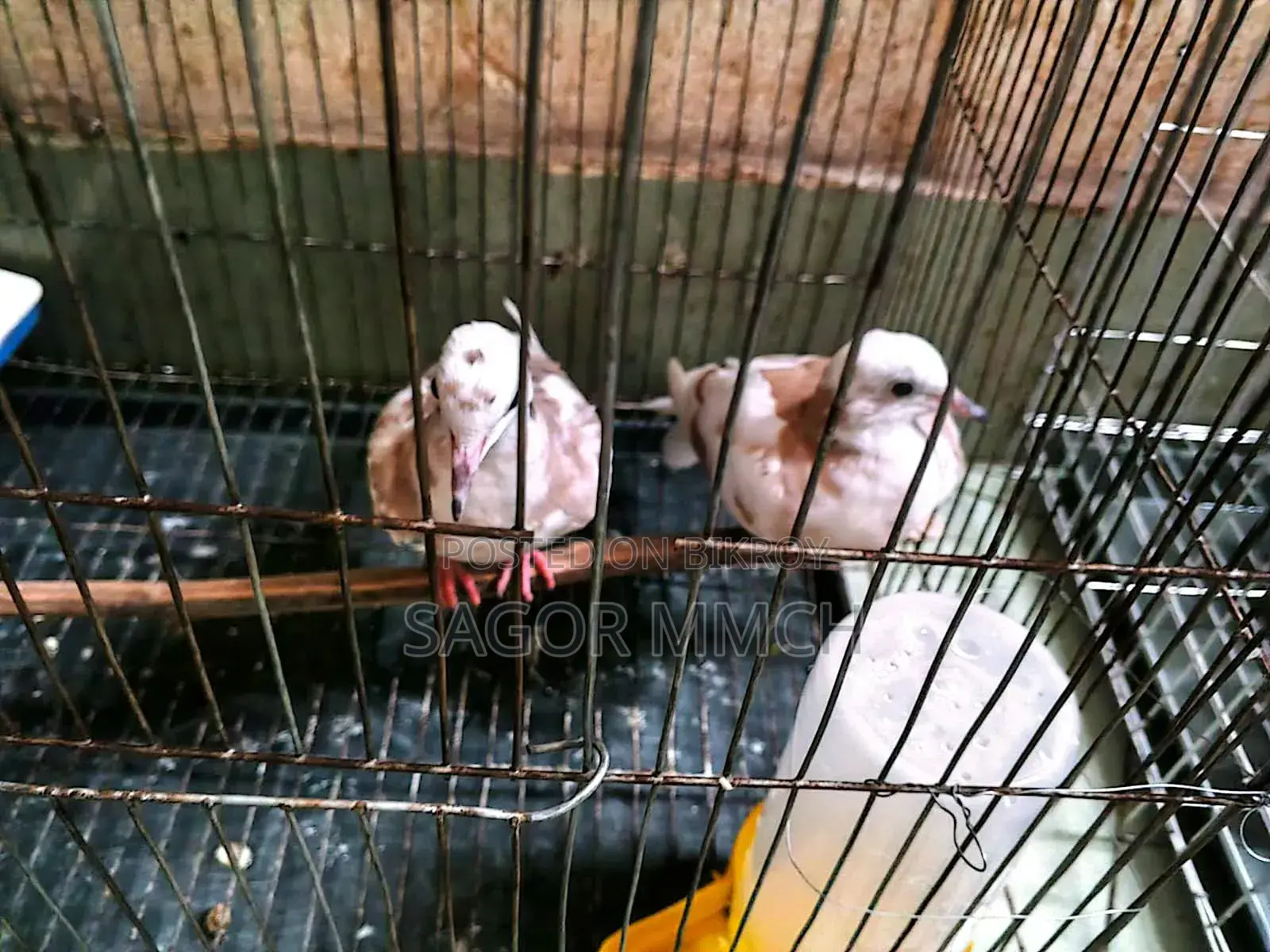 Australian Dove