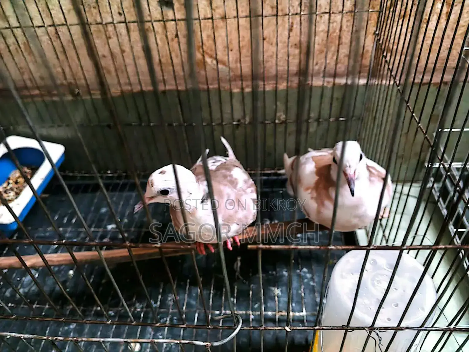 Australian Dove