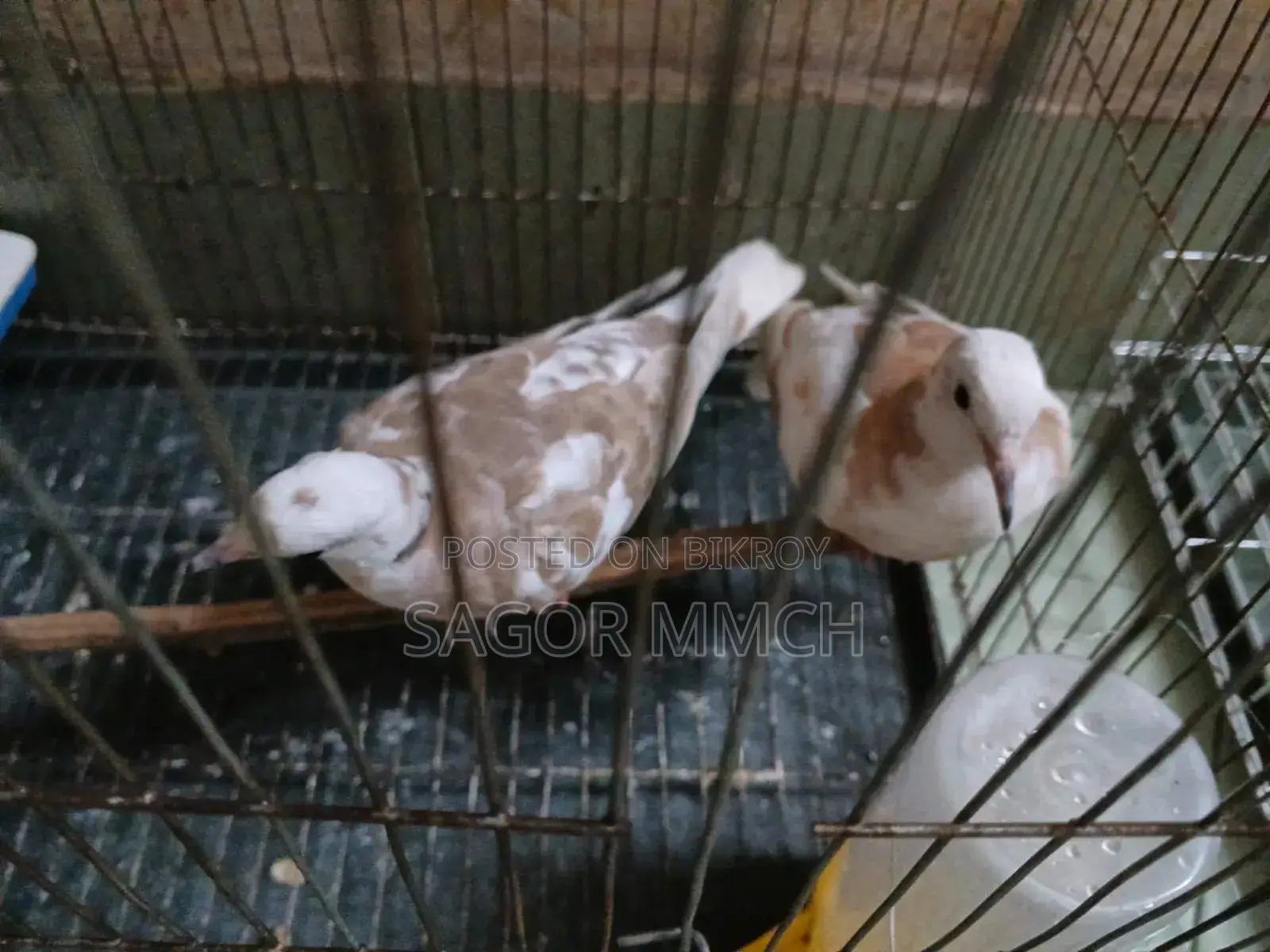 Australian Dove