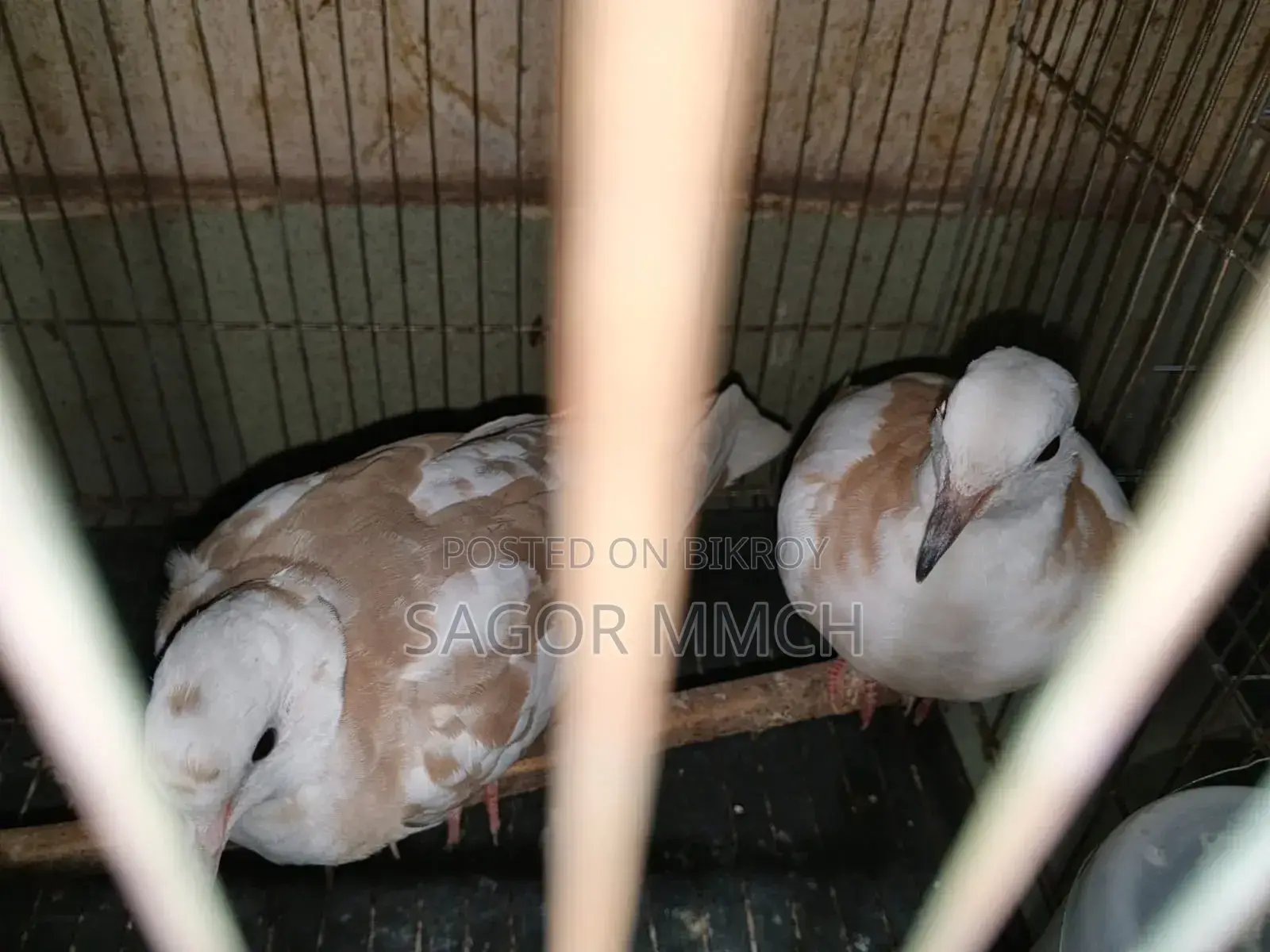 Australian Dove