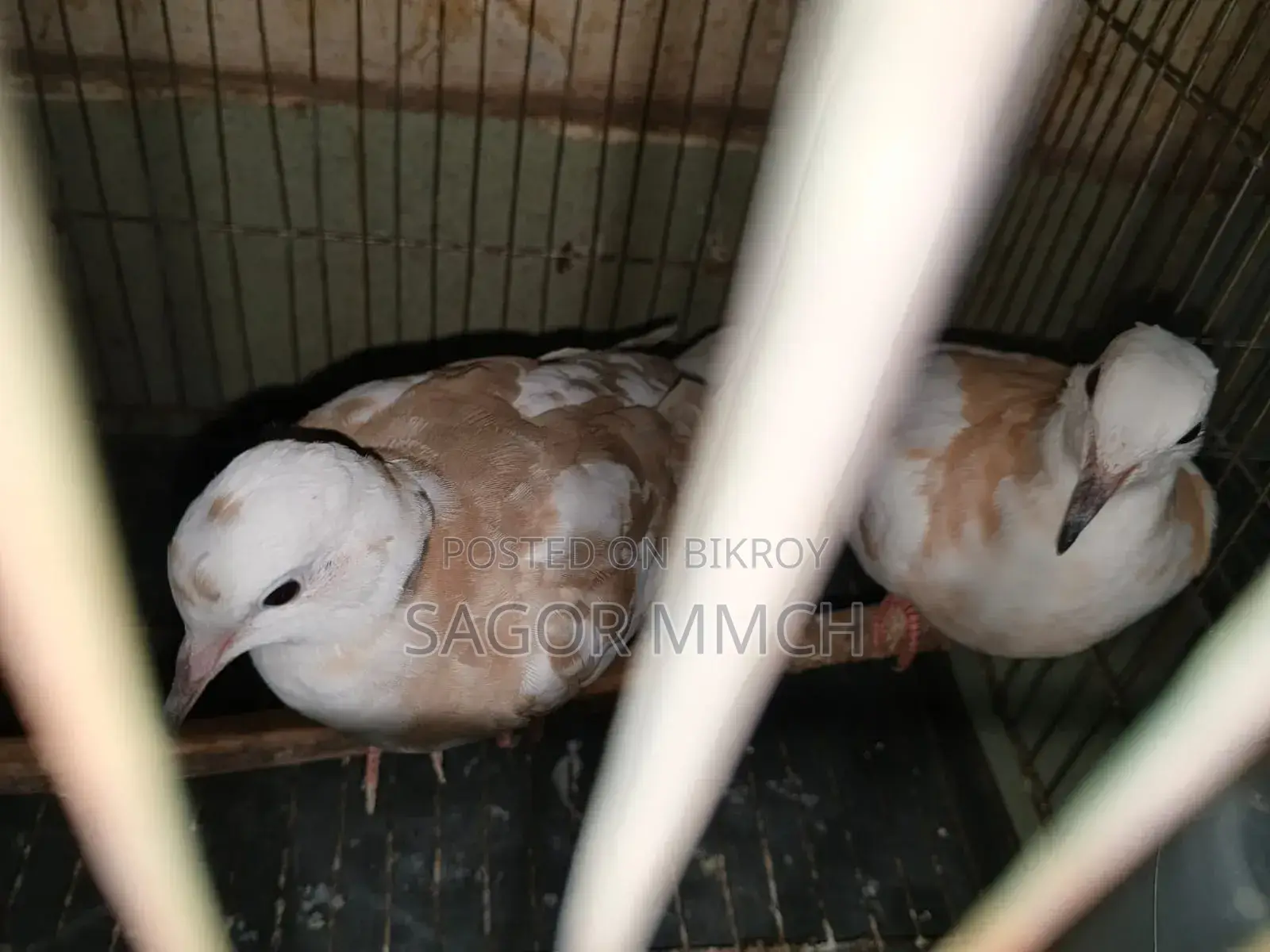 Australian Dove