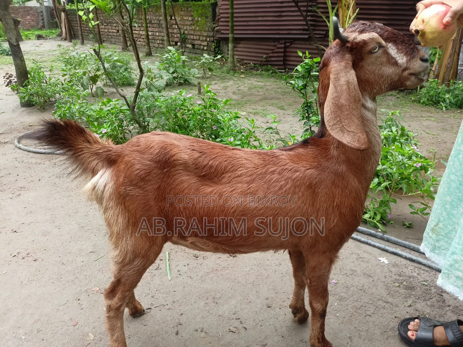 একটি ছাগি বিক্রি হবে