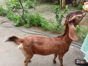 একটি ছাগি বিক্রি হবে