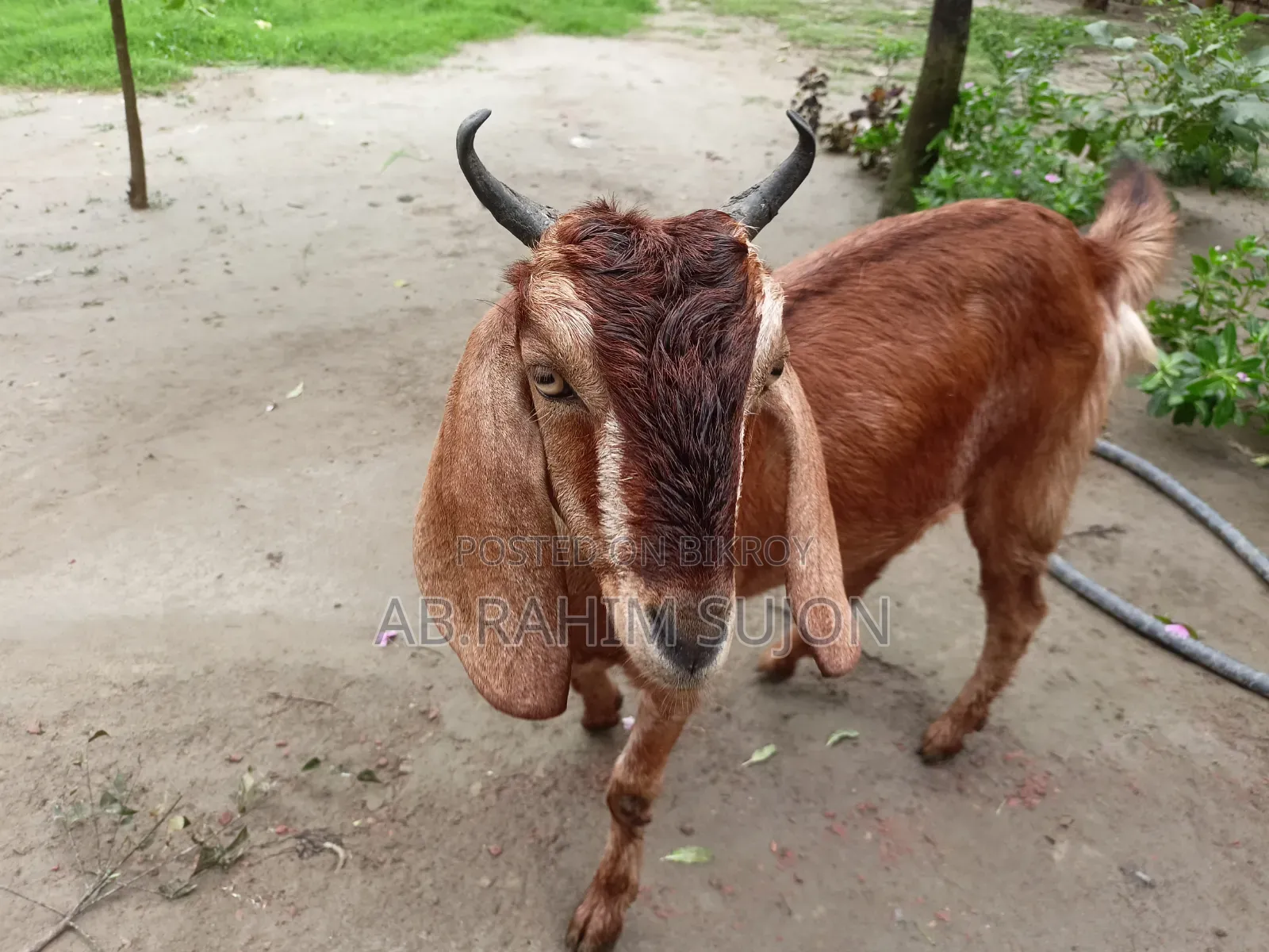 একটি ছাগি বিক্রি হবে