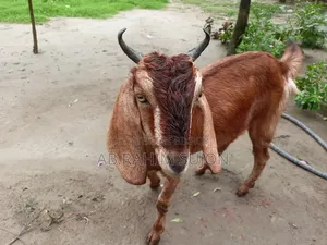 একটি ছাগি বিক্রি হবে