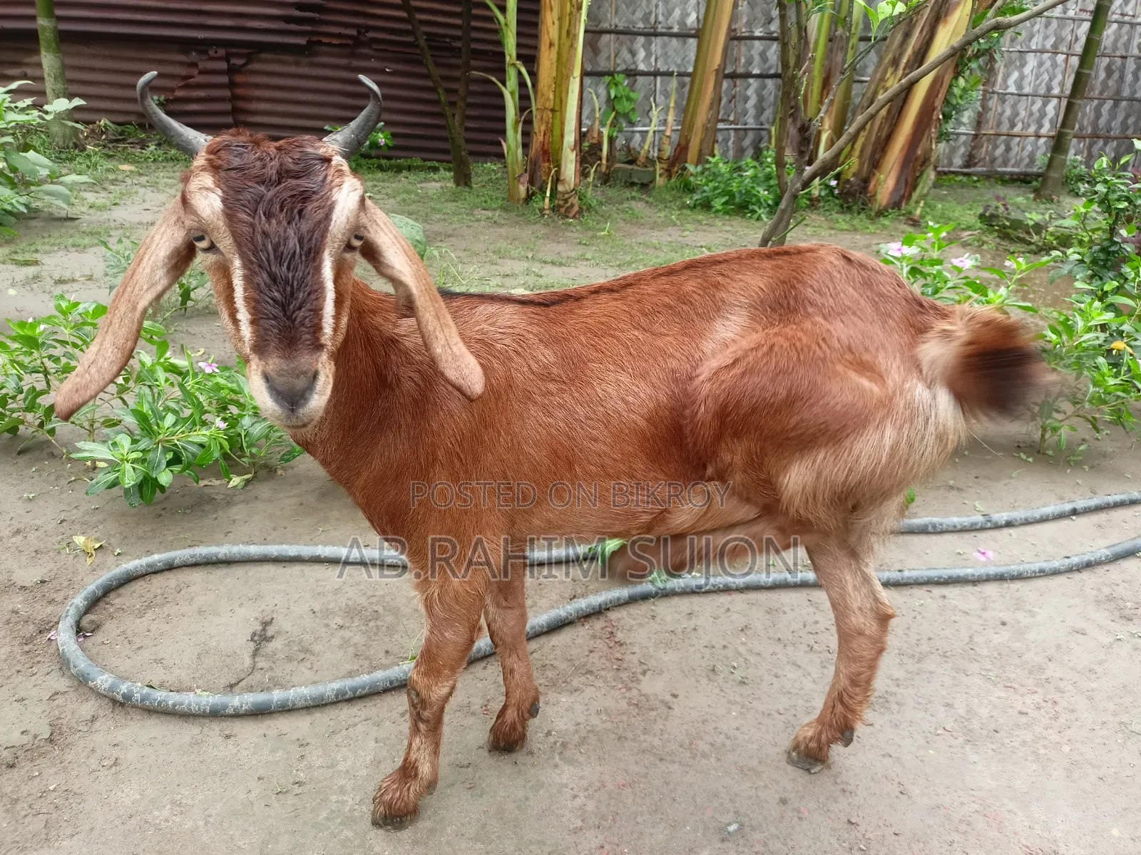 একটি ছাগি বিক্রি হবে