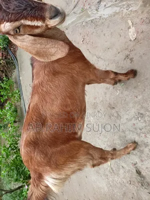 একটি ছাগি বিক্রি হবে